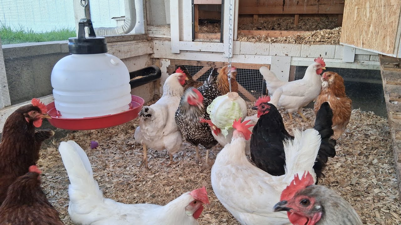 Friday the 13th!!! Morning Chicken Coop Cam #friday #fridaythe13th #chickens