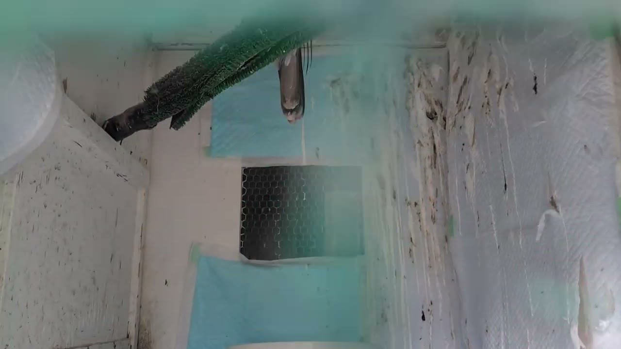 市川野鳥の楽園の野鳥病院にいたオオタカ