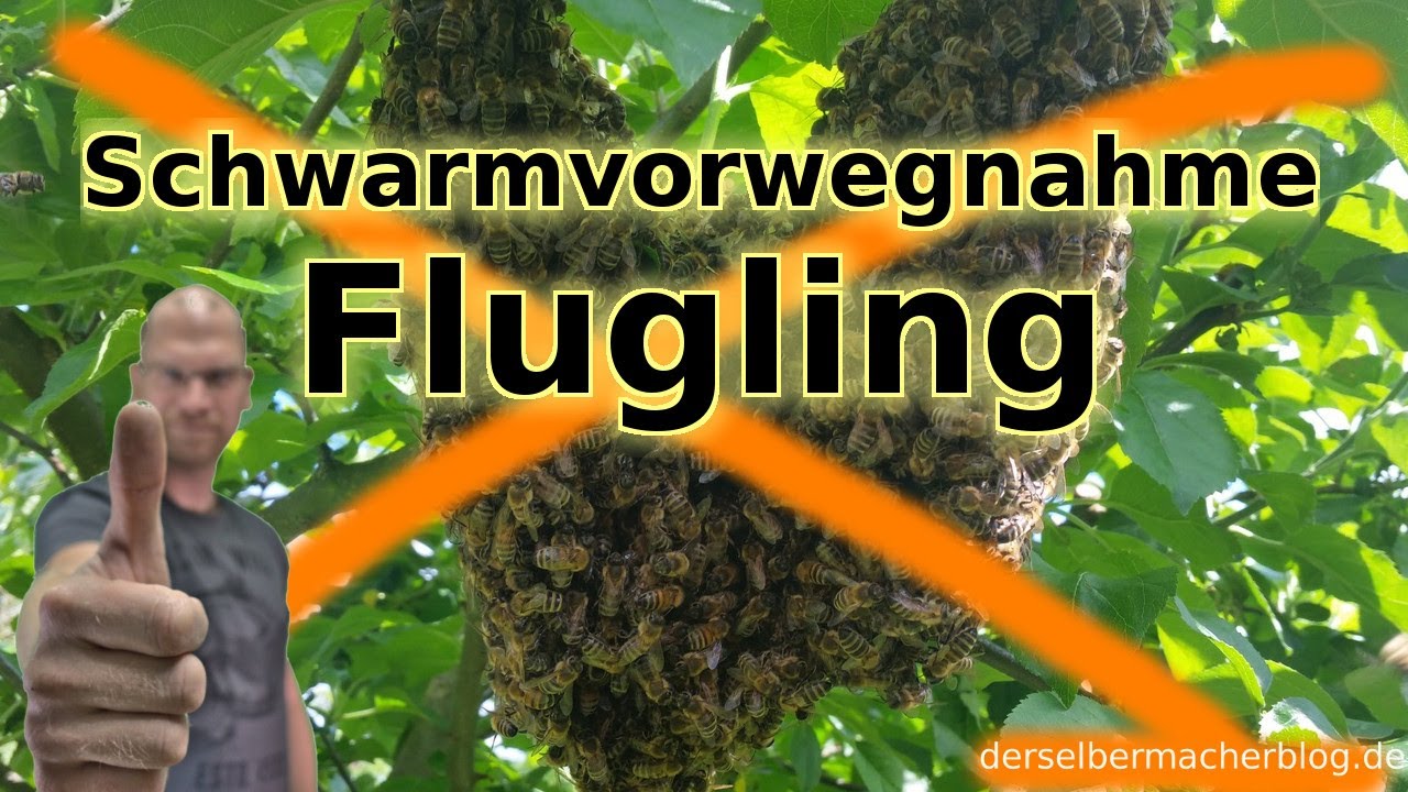 Imkerei: Ableger, Flugling, Schwarmvorwegnahme (Kontrolle auf Weiselzellen)