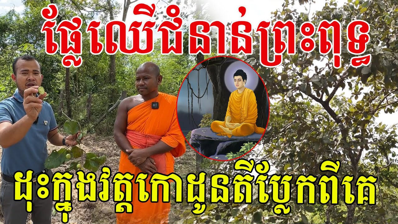ផ្លែឈើសម័យបុរាណកាលរាប់ពាន់ឆ្នាំ ដុះក្នុងវត្តកោដូនតីប្លែកពីផ្លែឈើដទៃ