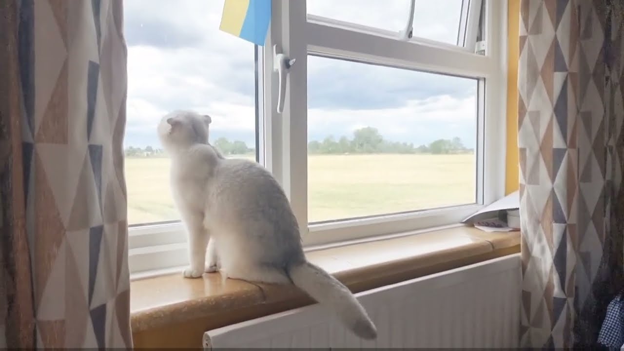 Кошка против мухи / Грациозно кошка скоттиш фолд ловит муху