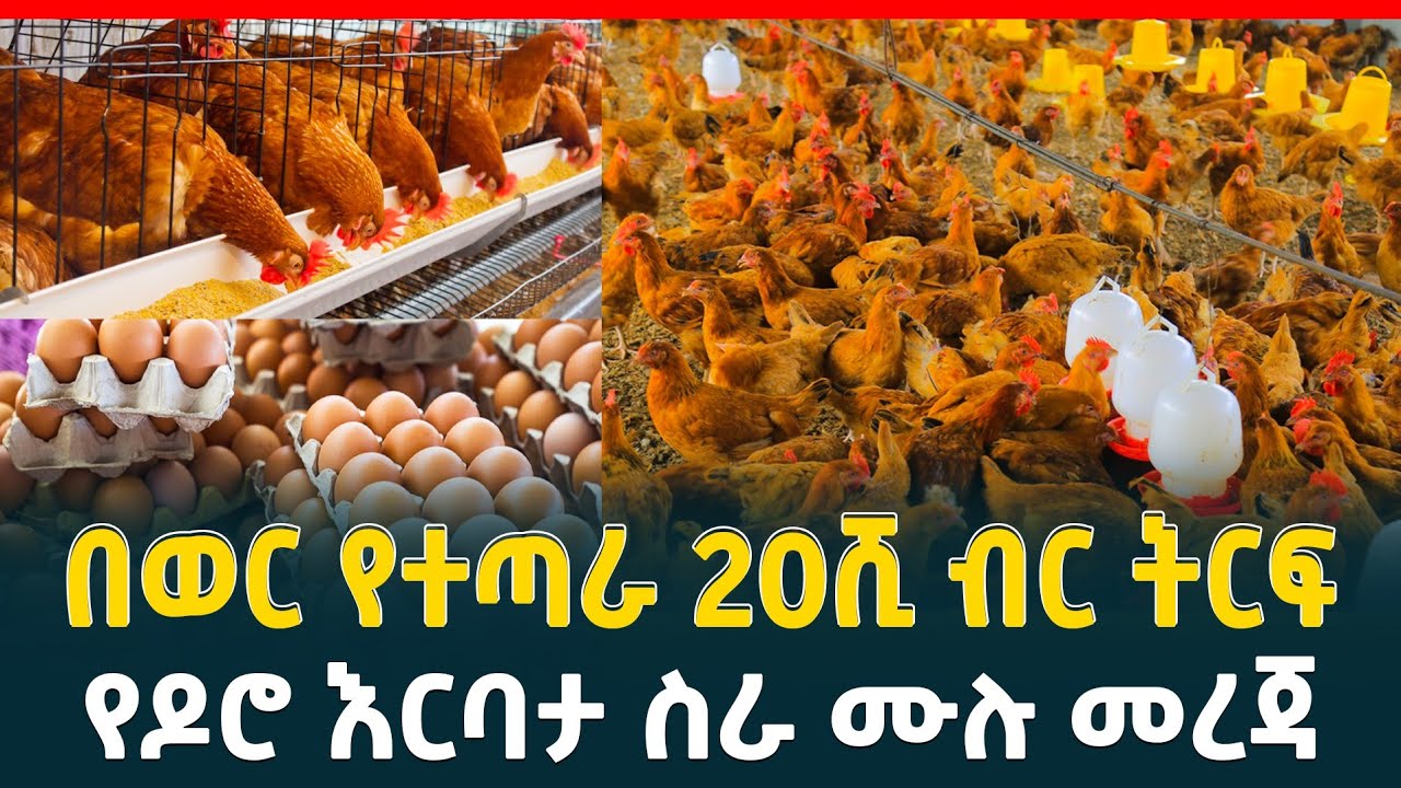 በወር የተጣራ 20ሺ ብር ትርፍ| | የዶሮ እርባታ ስራ ከነ ሙሉ ማብራሪው| How to start Chicken poultry farm | Business