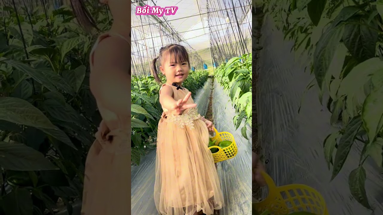 Bối Bối Thu Hoạch Núi Ớt Chuông Khổng Lồ 🫑 | Bất Ngờ Với Vườn Ớt Đà Lạt