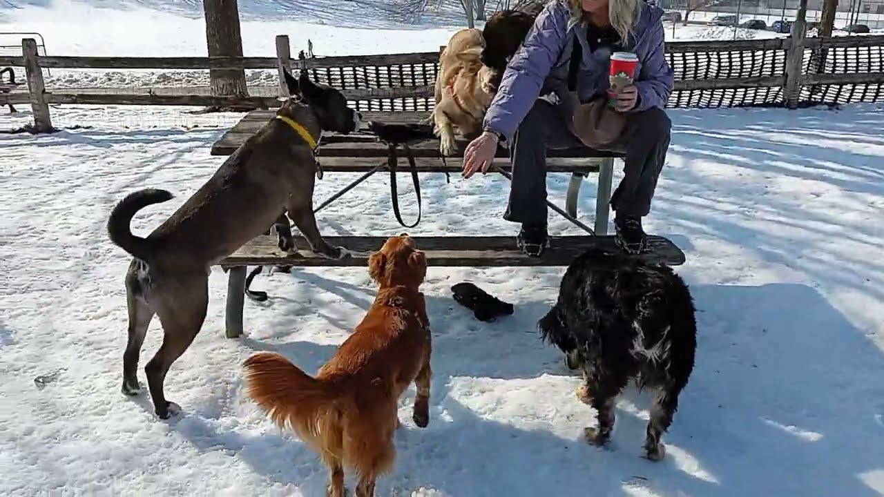Tons of fun in the snow filled Puppy dog park Feb 17