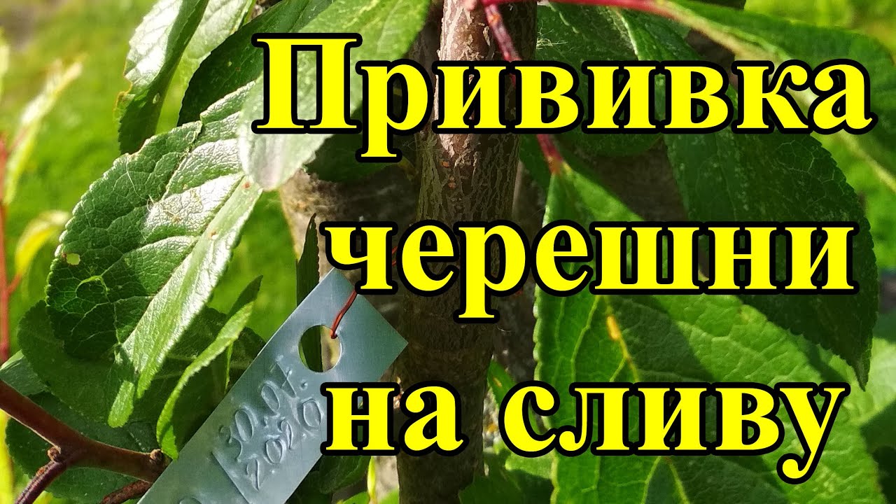 Прививка черешни на сливу, летняя окулировка глазком, способ убрать сливу которая не плодоносит