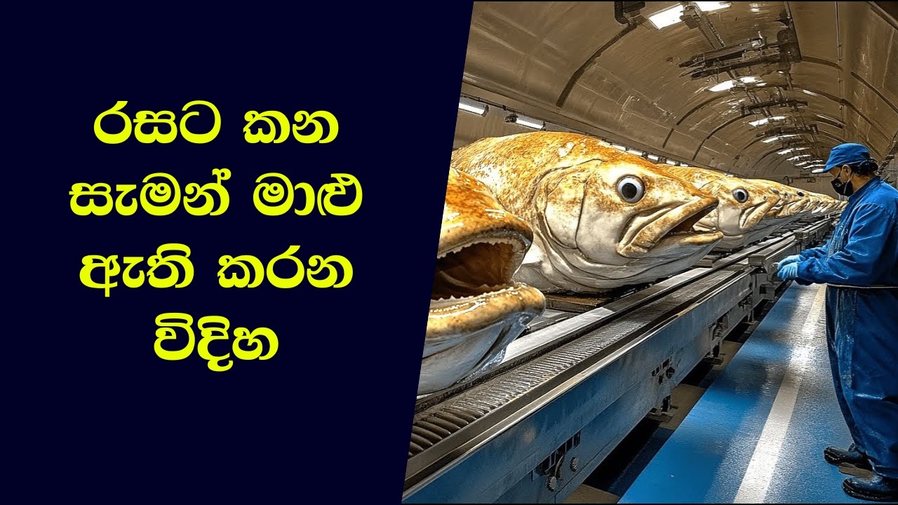 නවීන තාක්ෂණයෙන් මිලියන ගණන් සැමන් මාළු ඇති කරන විදිහ