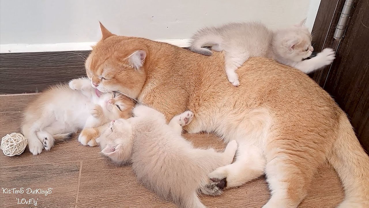 Dad and mom cats share their responsibilities in caring for kittens, creating an exemplary family.