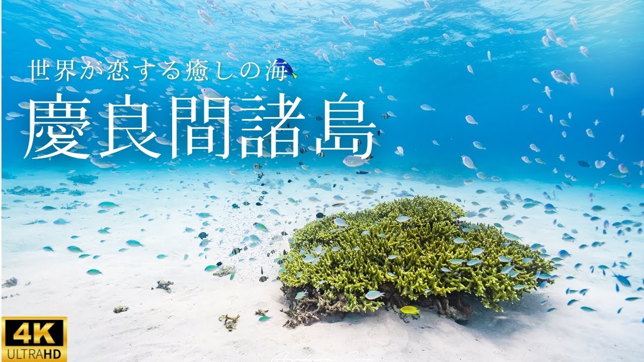 【4K】沖縄県の慶良間諸島阿嘉島の海　癒しの水中動画