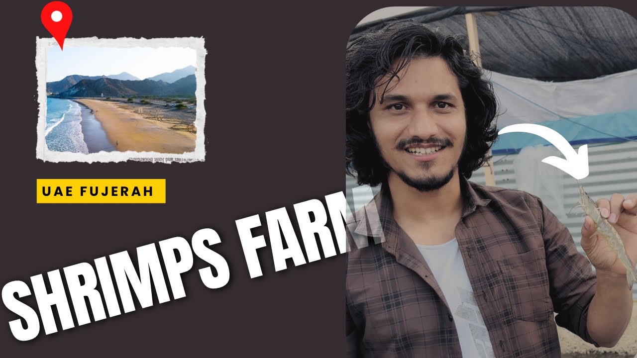Shrimp Farm Visit in Fujairah UAE 🦐 | Vlog #uae 