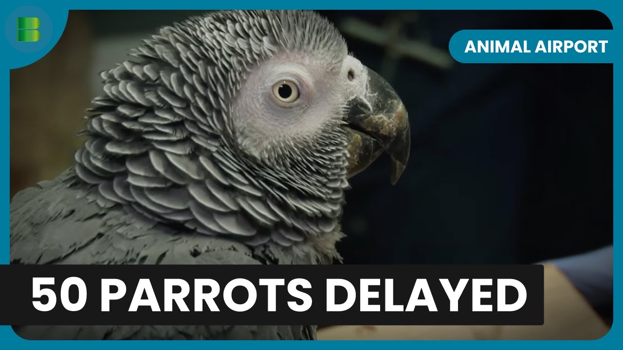 50 Parrots Head to Barbados! - Animal Airport - Animal Documentary