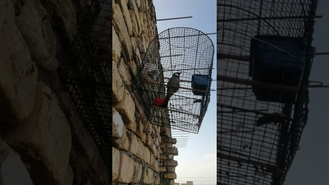 ندهات بلبل وحشي لفتح البلابل القافله مجرب