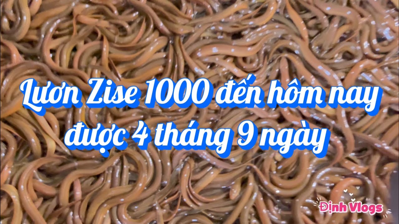 ngày 28 tháng 1, 2026