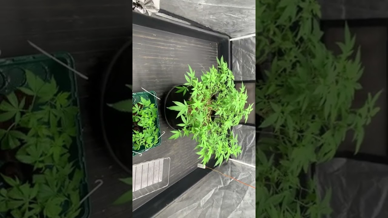 Bubba kush family