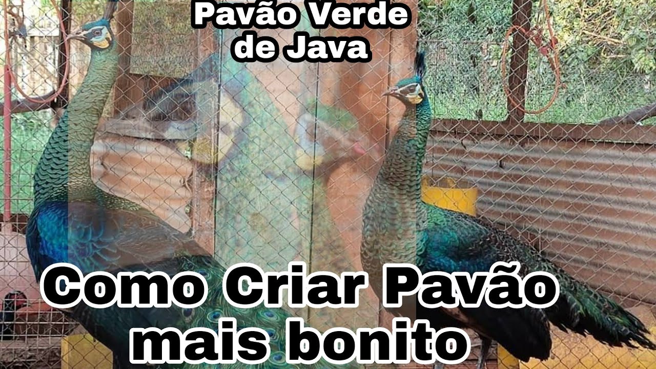 Criação De Pavão verde de Java. Sua reprodução , suas características Alimentação.