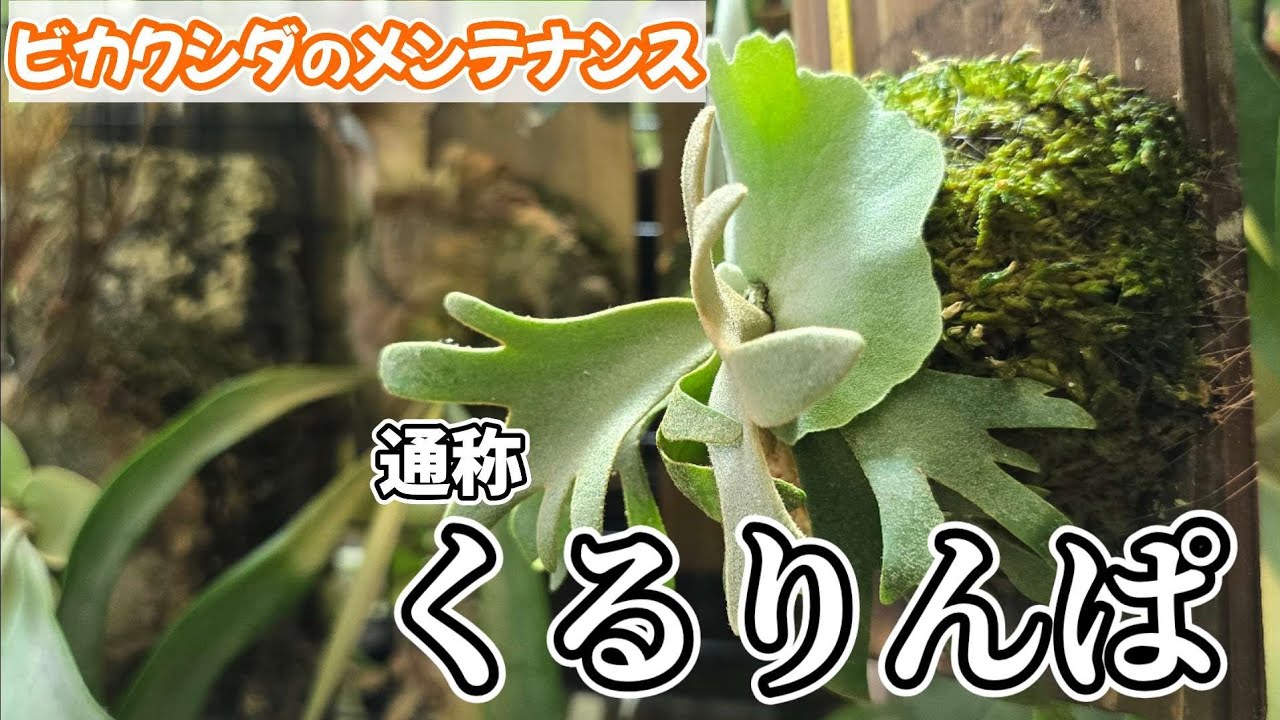 【メンテナンス】胞子葉の上に貯水葉が被っちゃった😱 時のお手入れ🌱