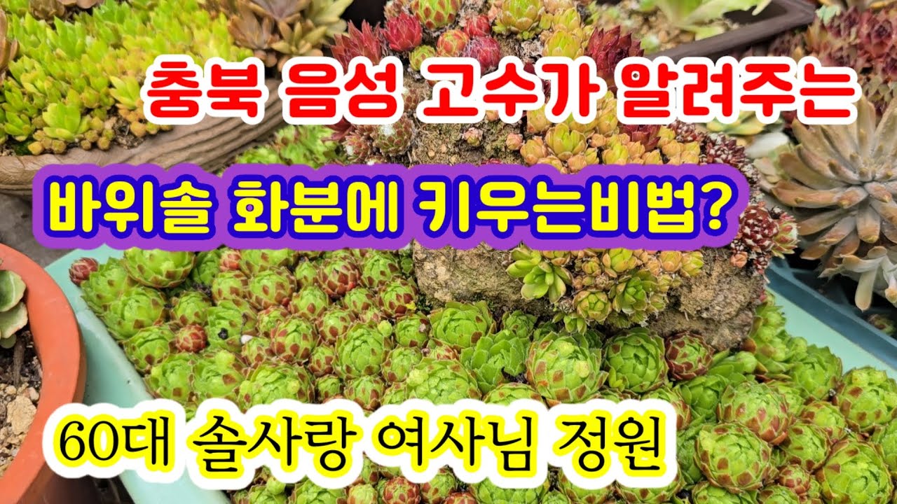 바위솔 화분에 키우는 비법? 60대 솔사랑 여사님 정원 충북음성군