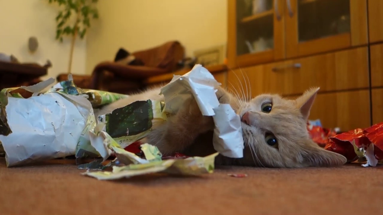 CatsXmas2014