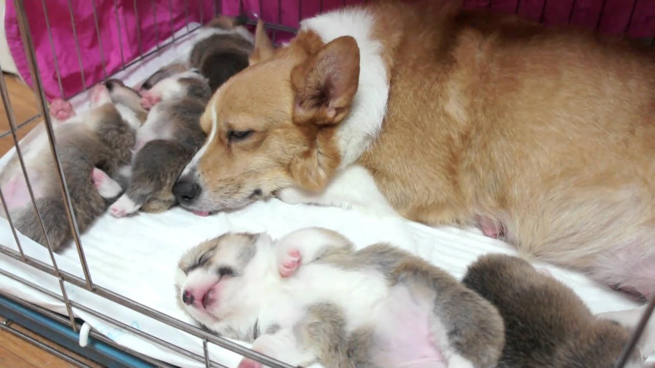corgi puppies go off to dreamland ~