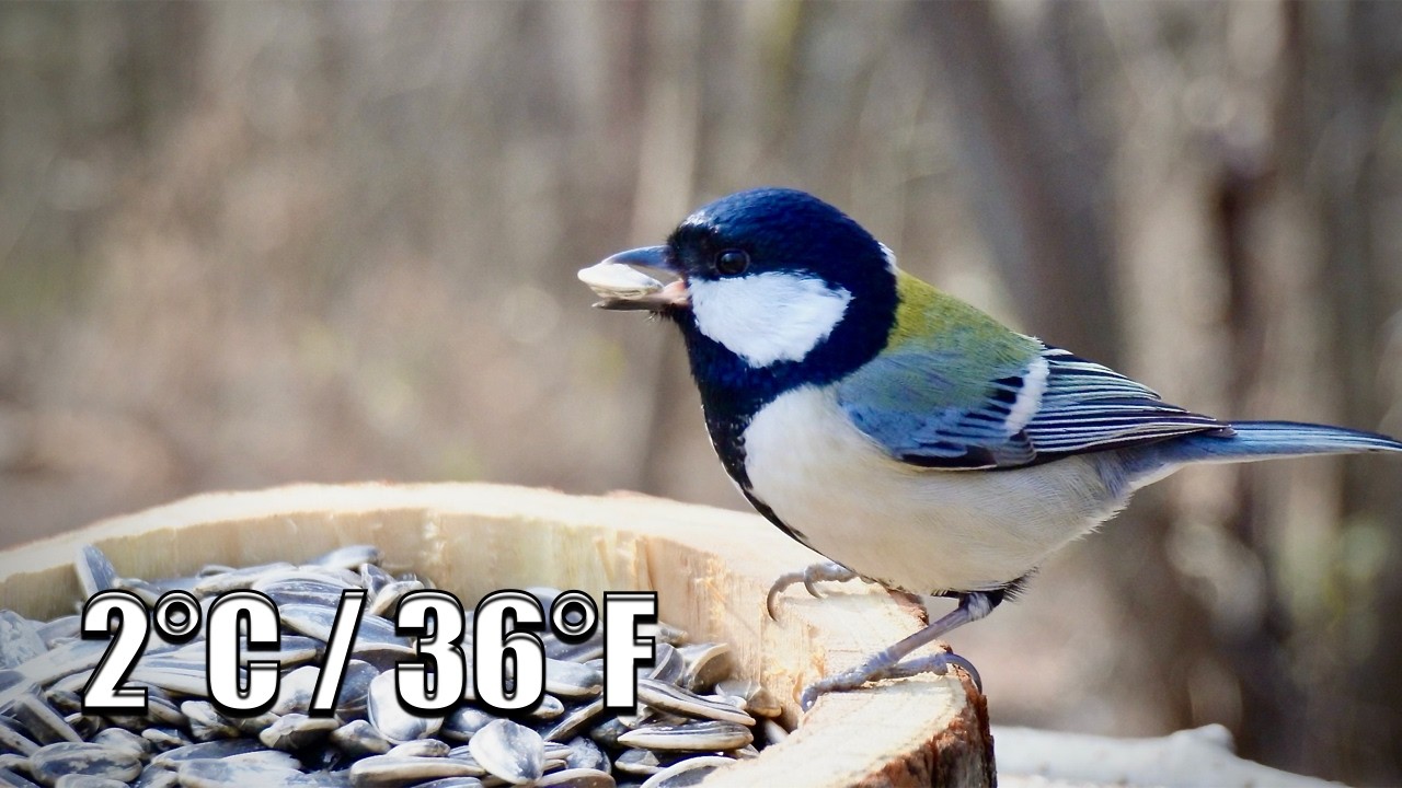Cloudy Morning at the Bird Feeder | Started at 11 AM, 2.4°C / 36.3°F