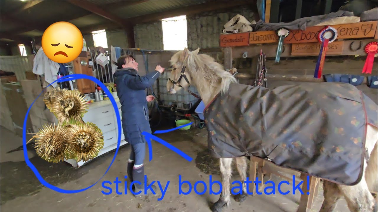 More sticky bobs in the tail of Orla the palomino yearling! 🤔