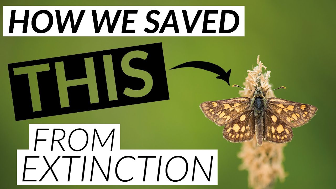 How to save woodland wildlife - Rockingham Forest
