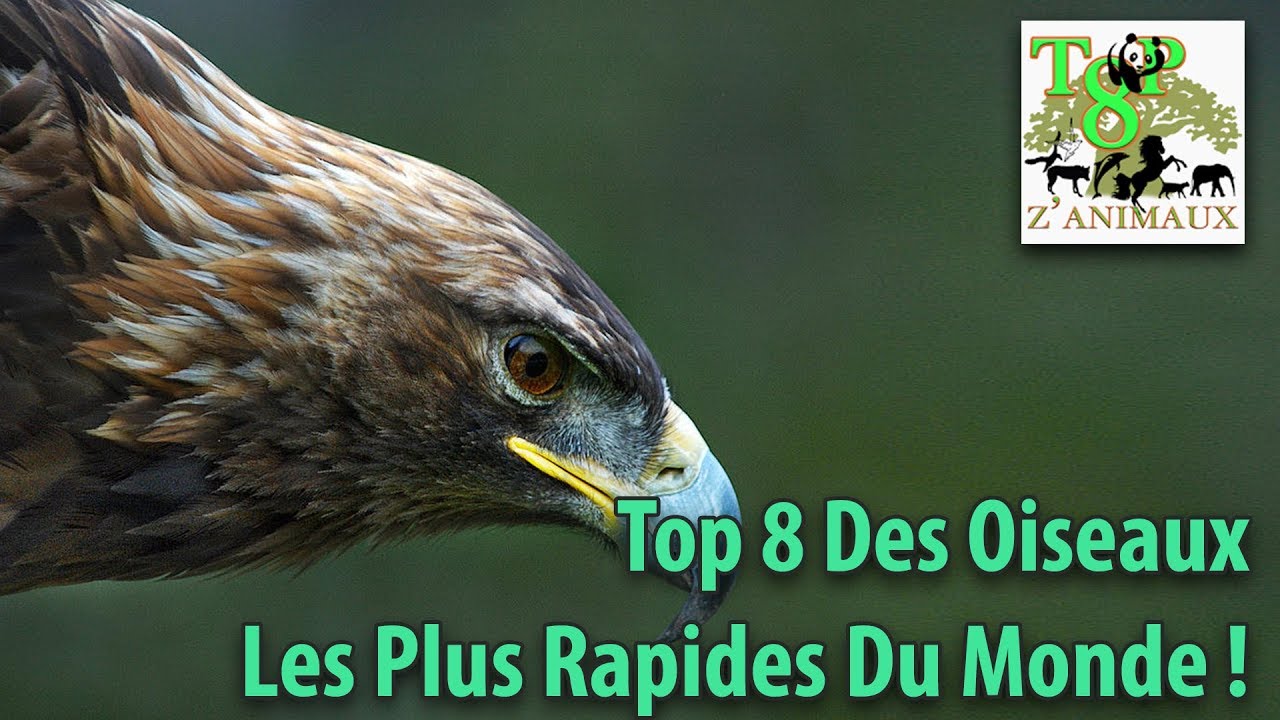 Top 8 Des Oiseaux Les Plus Rapides Du Monde !