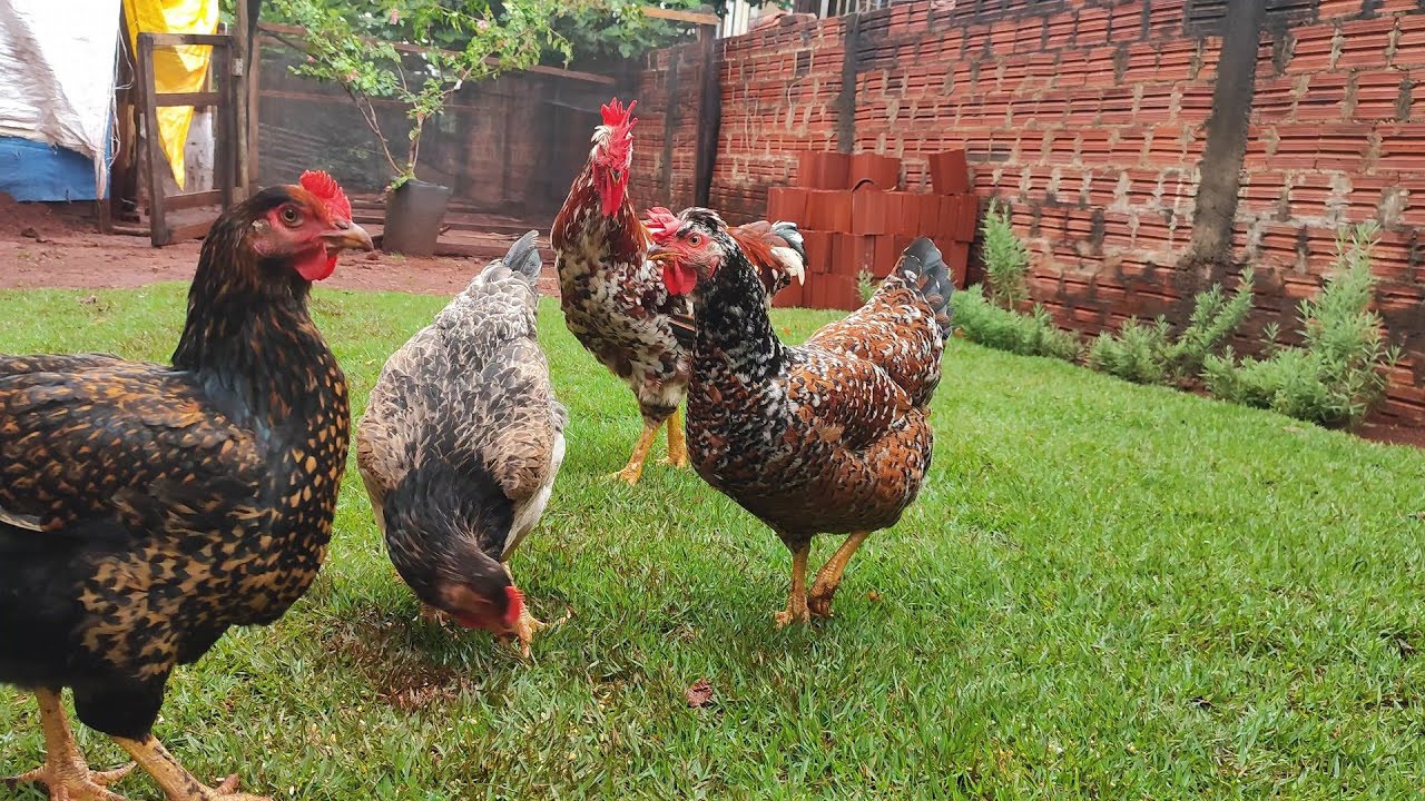 Pequena criação de galinha sertaneja balão GSB, galinheiro de chão batido sem infiltração.