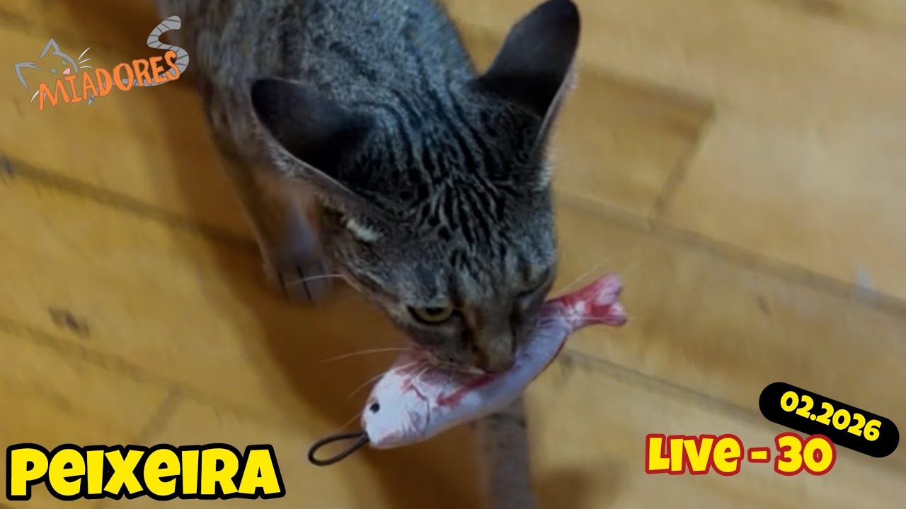 30 - Especial 'peixeira noturna'