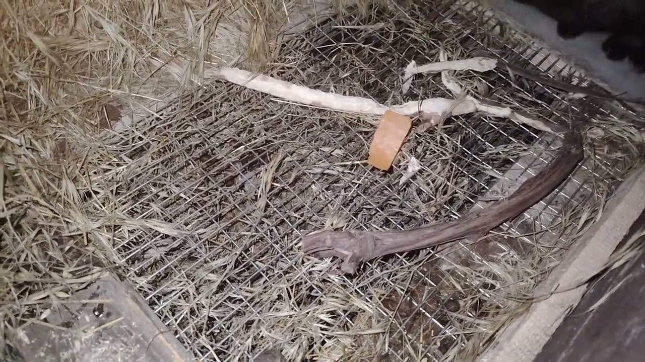 Моменти щастя: наші щоденні візити до вухастиків🐇🐇🐇🐇 Годування різними смаколиками. 🥕🥬🌽