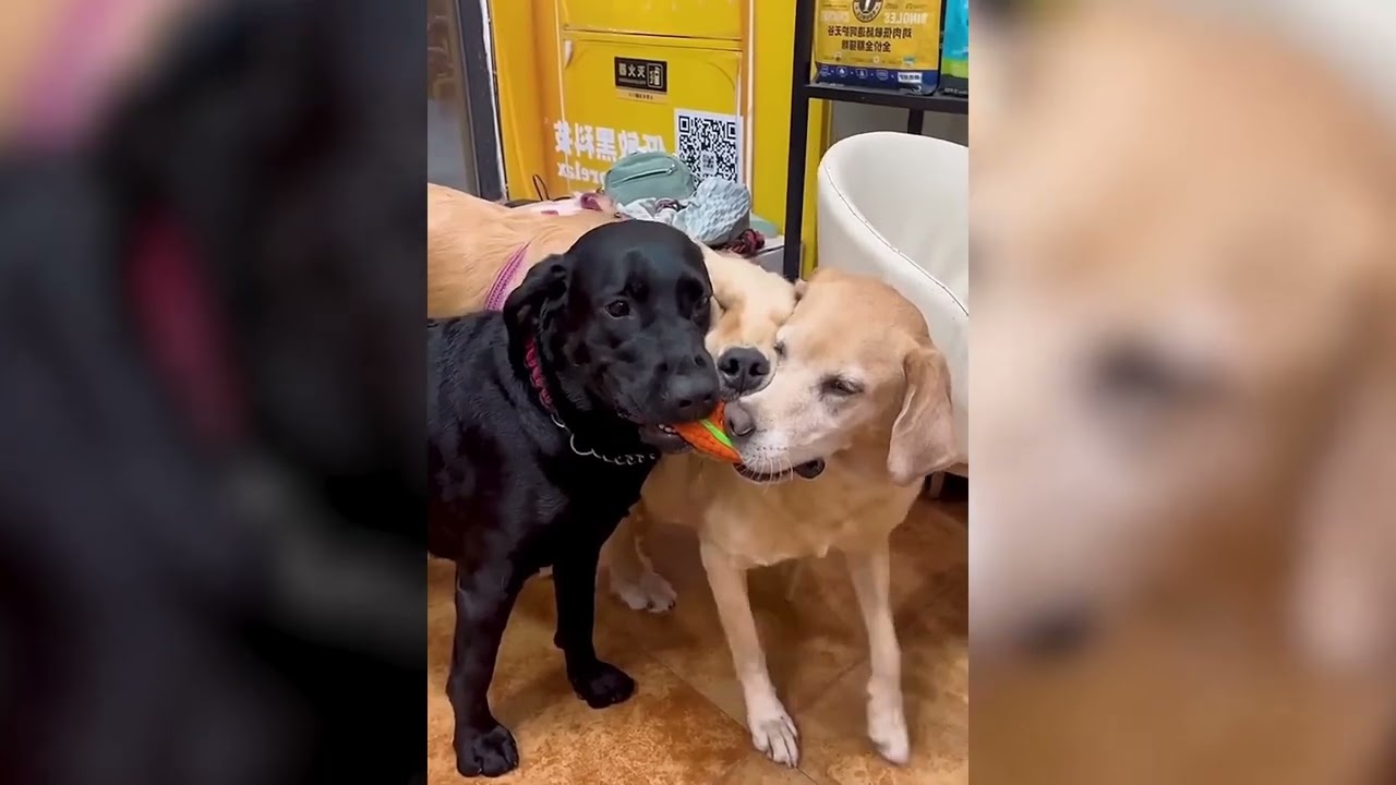 The Funniest Pet Videos | Hilarious Animal Moments #21