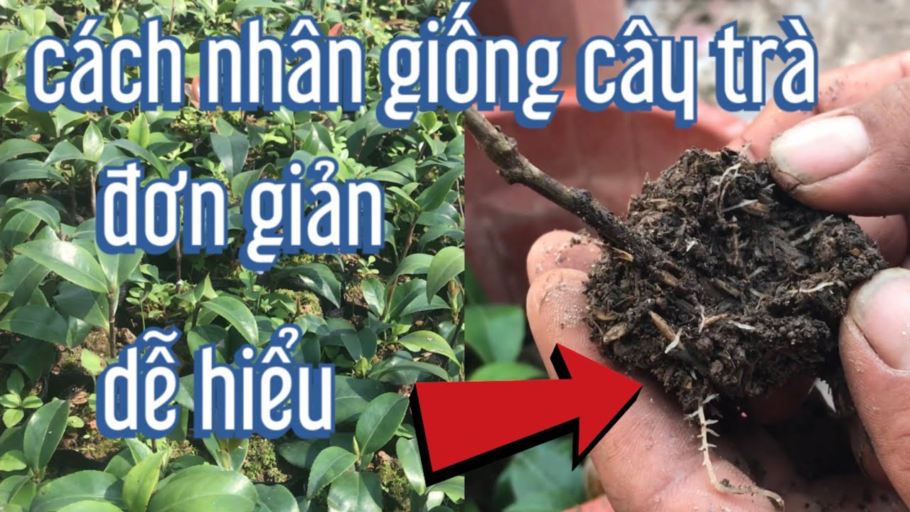 chia sẻ cách giâm cành trà đơn giản rễ sống, trà bạch nhuỵ, trà bạch my ,trà cổ, trà lựu điểm tuyết