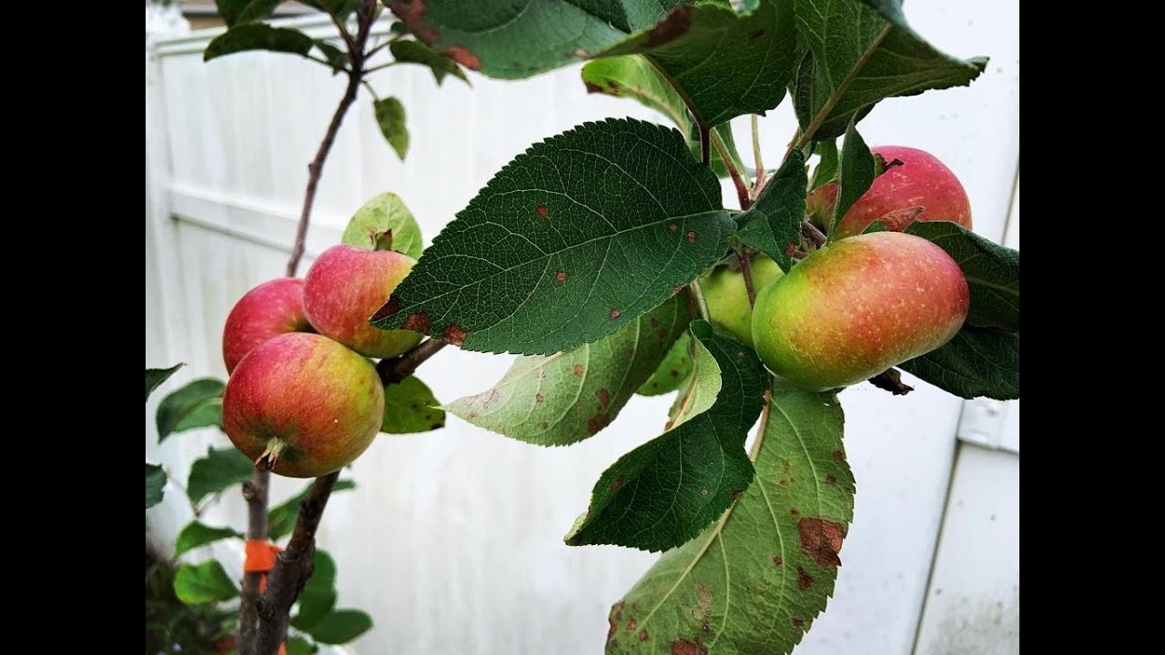 APPLES Do Grow in FLORIDA!