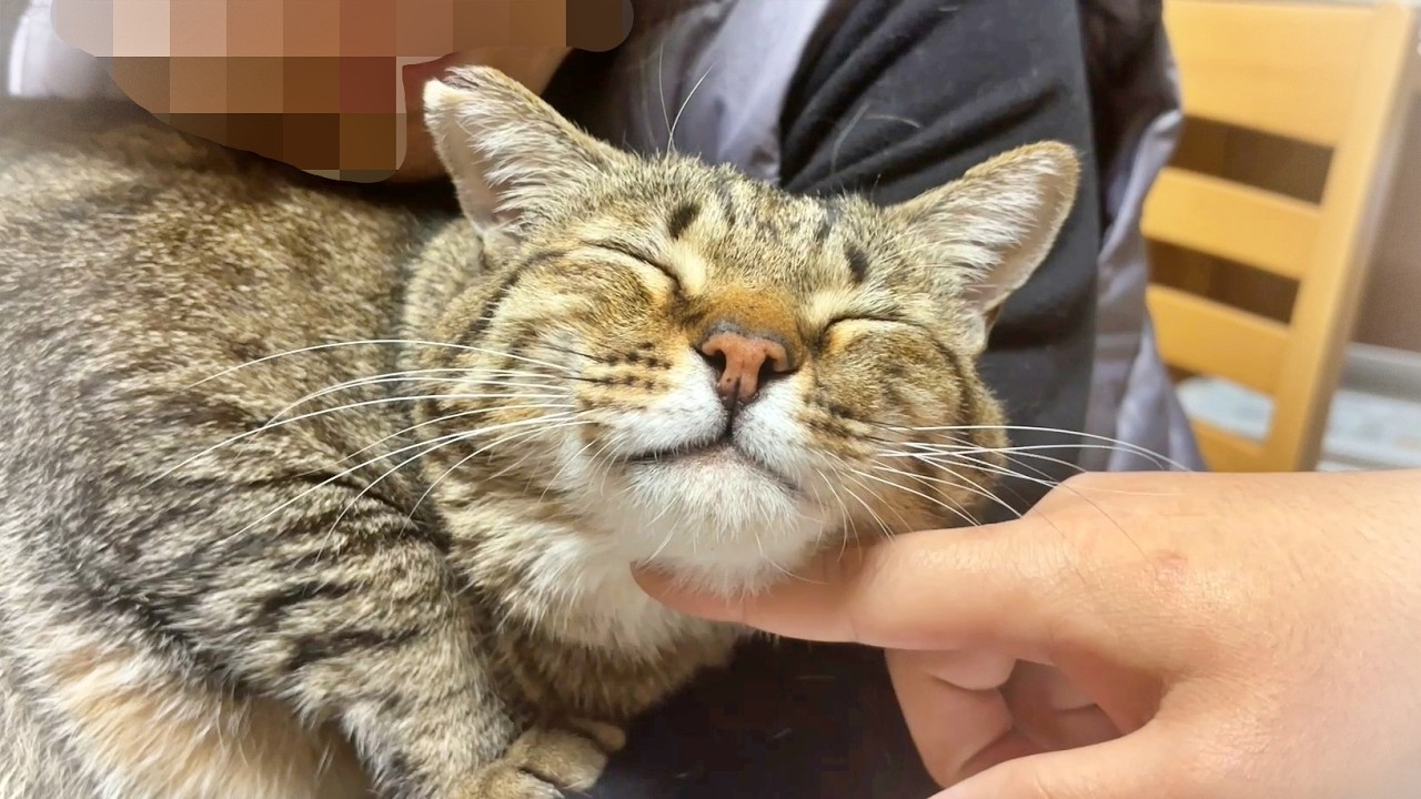 飼い主の邪魔をしてめっちゃ笑顔になる猫【元野良猫ピースケ】