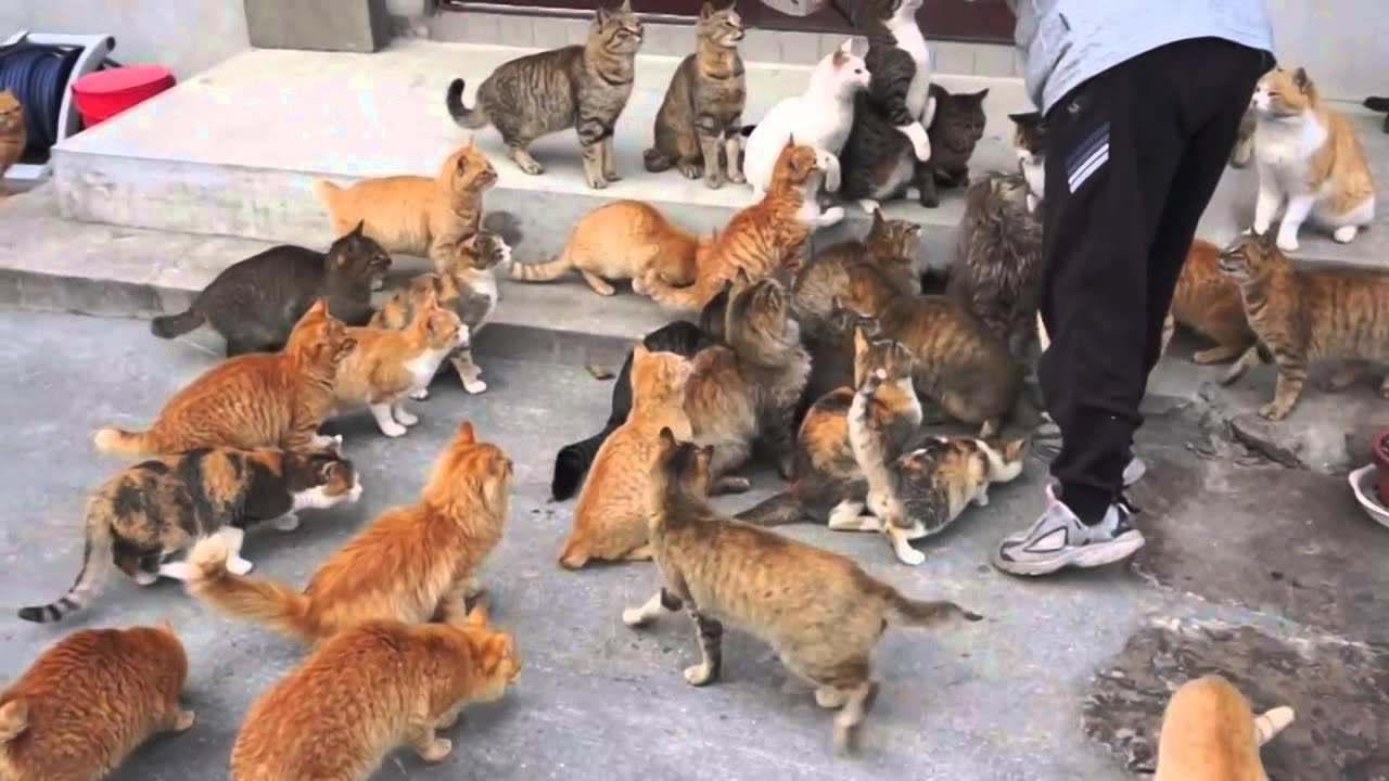 La isla de los gatos