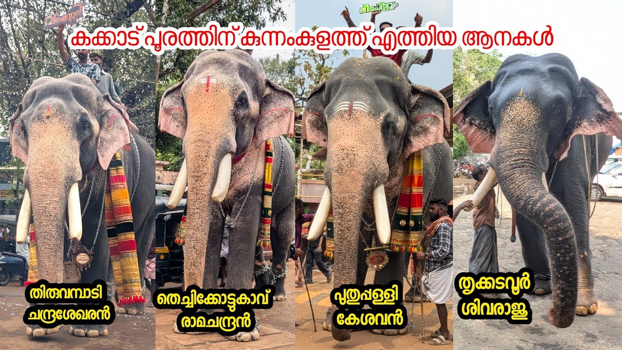 ആനകൾ കുന്നംകുളത്തു വന്നപ്പോൾ കക്കാട് പൂരം 2025 KAKKAD POORAM KUNNAMKULAM #elephant #latest  #aana