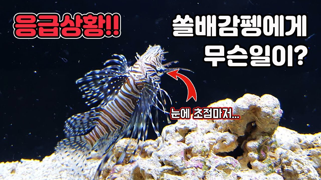바다의 포식자 쏠배감펭(lion fish)의 위기!! 다 죽어가던 물고기를 살려냈습니다 ㅠㅠ [TV생물도감]