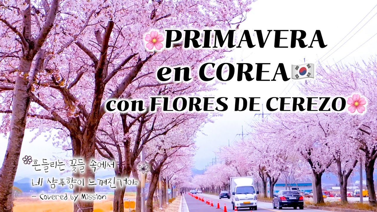 🌸FLORES DE CEREZO en COREA🇰🇷 | Tu Olor de Champú -Covered by Mission/ VLOG de VIAJE /[Remastered MV]