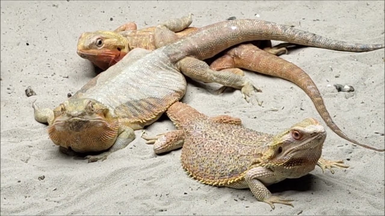 PAIRI DAIZA TERRE DES REPTILES