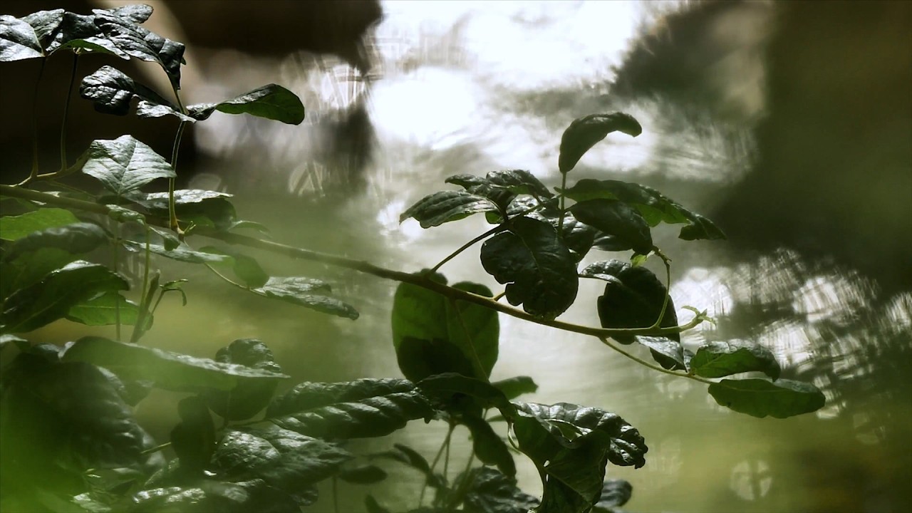 Relaxing Piano Music with Rain Sounds 🌧️ Peaceful Ambience for Relaxation