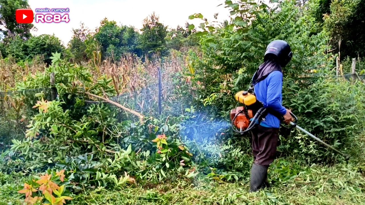 Potong rumput di lahan bekas kebun cabe #rc84