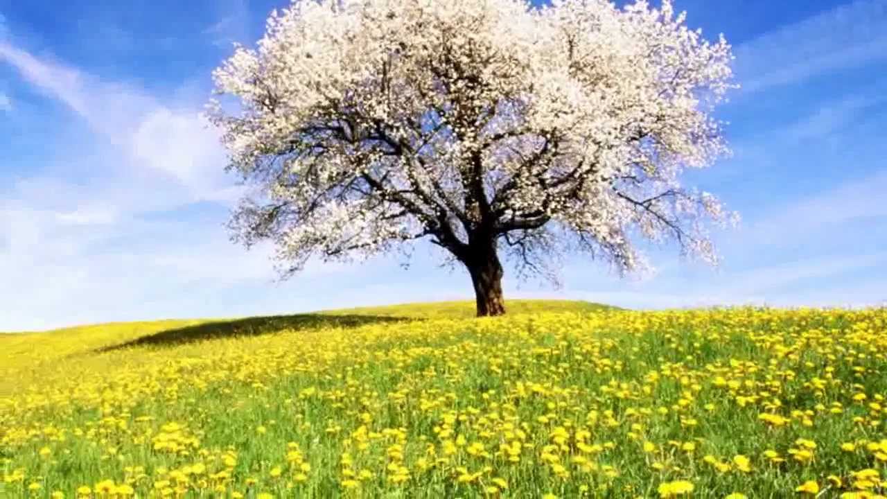Rudolf Stambolla - Po Vjen Pranvera   ( HD Quality )
