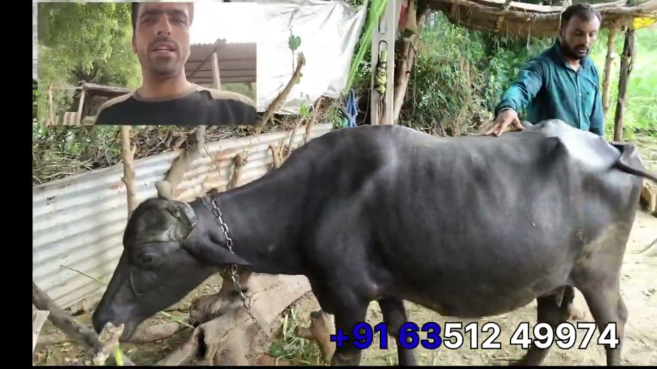 //આ ભેંસ વેચવાની છે 😍 \\ 9 લીટર દુધ😮 #viral 