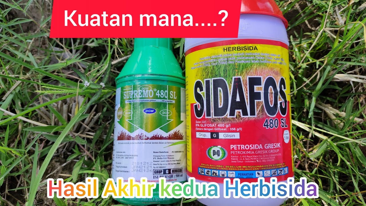 Hasil Penyemprotan Herbisida Supremo 480 SL vs Sidafos 480 SL Part akhir