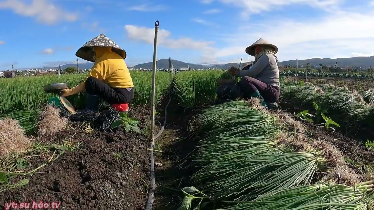 Thu Hoạch Hành Lá Được Trồng Ở Ruộng Của Bà Con Nông Dân Đức Trọng Lâm Đồng| Su Hào TV