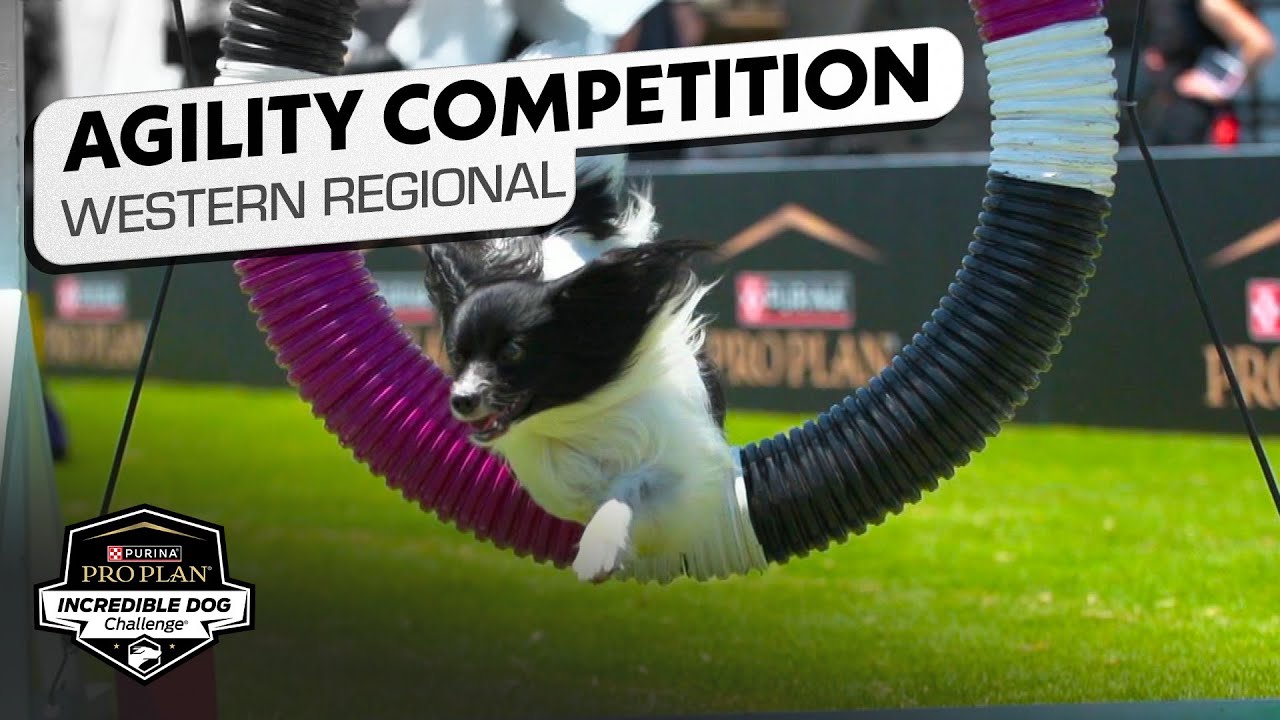 Incredible Dog Challenge: Small/Medium Dog Agility Western Regional | NBC Sports