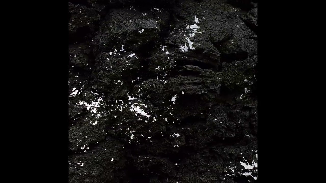 IN THE TREE'S GRASP