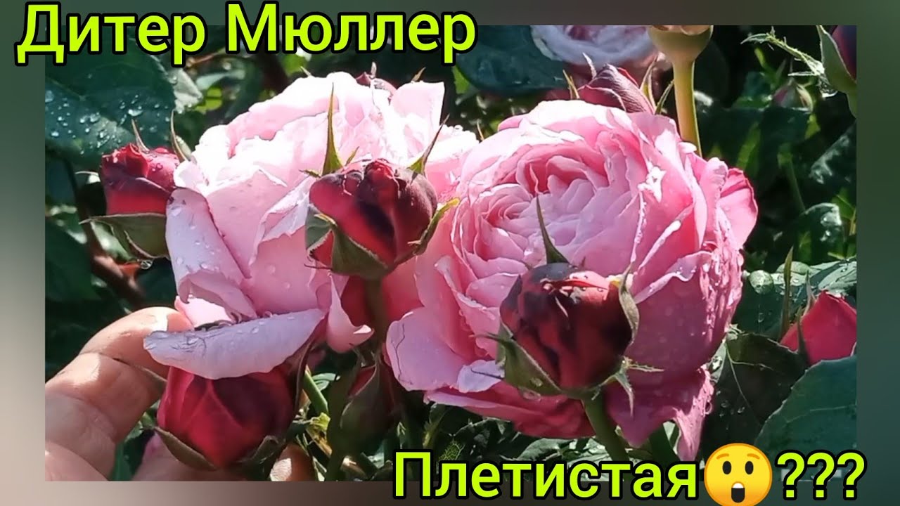 Роза: Дитер Мюллер-как ведет себя сорт в жарком климате🌹🥵😁