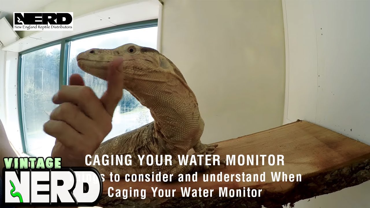 Caging Your Water Monitor - Things to consider and understand When Caging Your Water Monitor