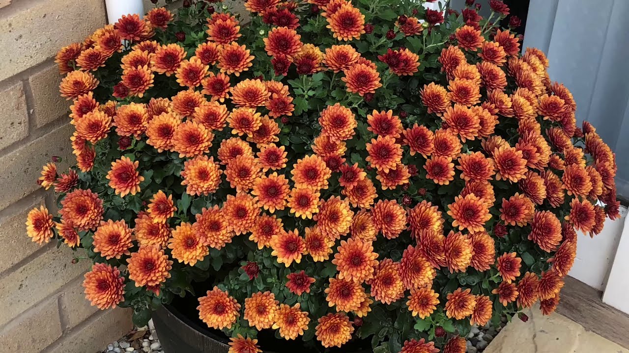 CRYSANTHEMUMS SPRING CARE