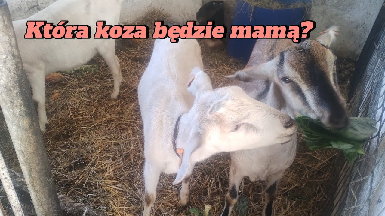 351. Indyki-jaka waga 🦃 Kozy-ciężarne? 🐐 Reszta ptactwa-dużo rumoru i pełno humoru 🙂